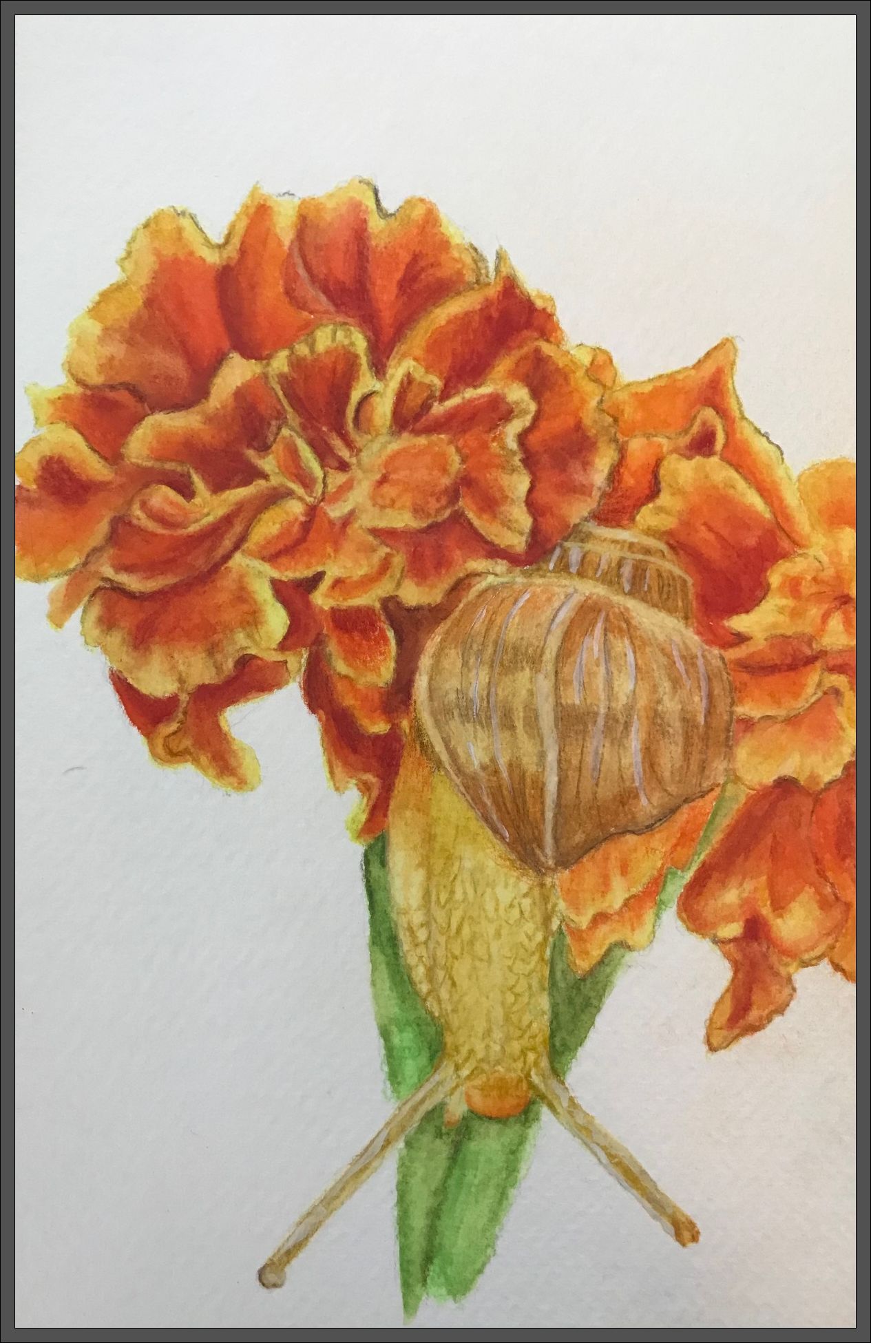 Snail II